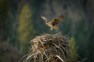 Osprey landing on a nest made of sticks in the foreground with dark, blurred trees in the background.