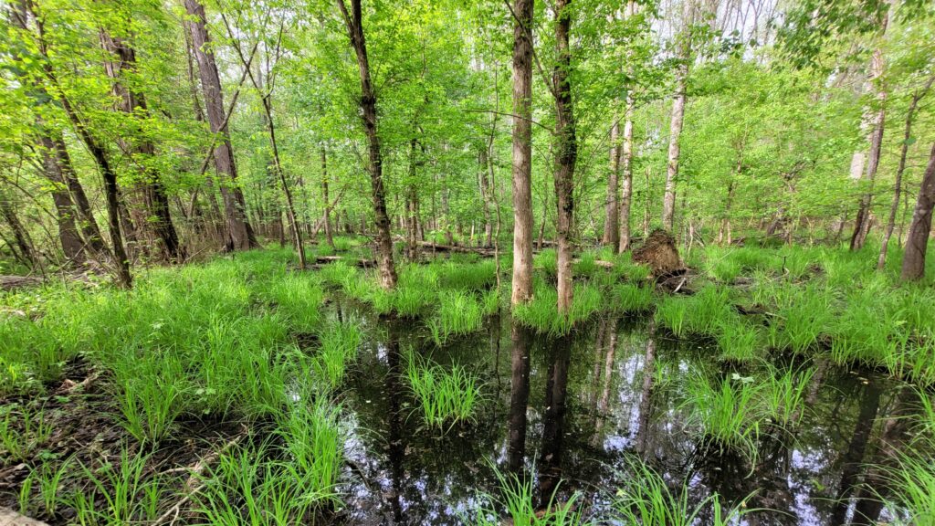 Photo: Marshy area surrounded by lush, aquatic grasses and trees.