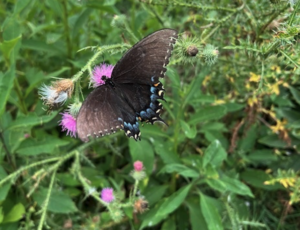 Black and blue butterfly resting on pink, spiny thistle flowers in the foreground with greenery in the background.