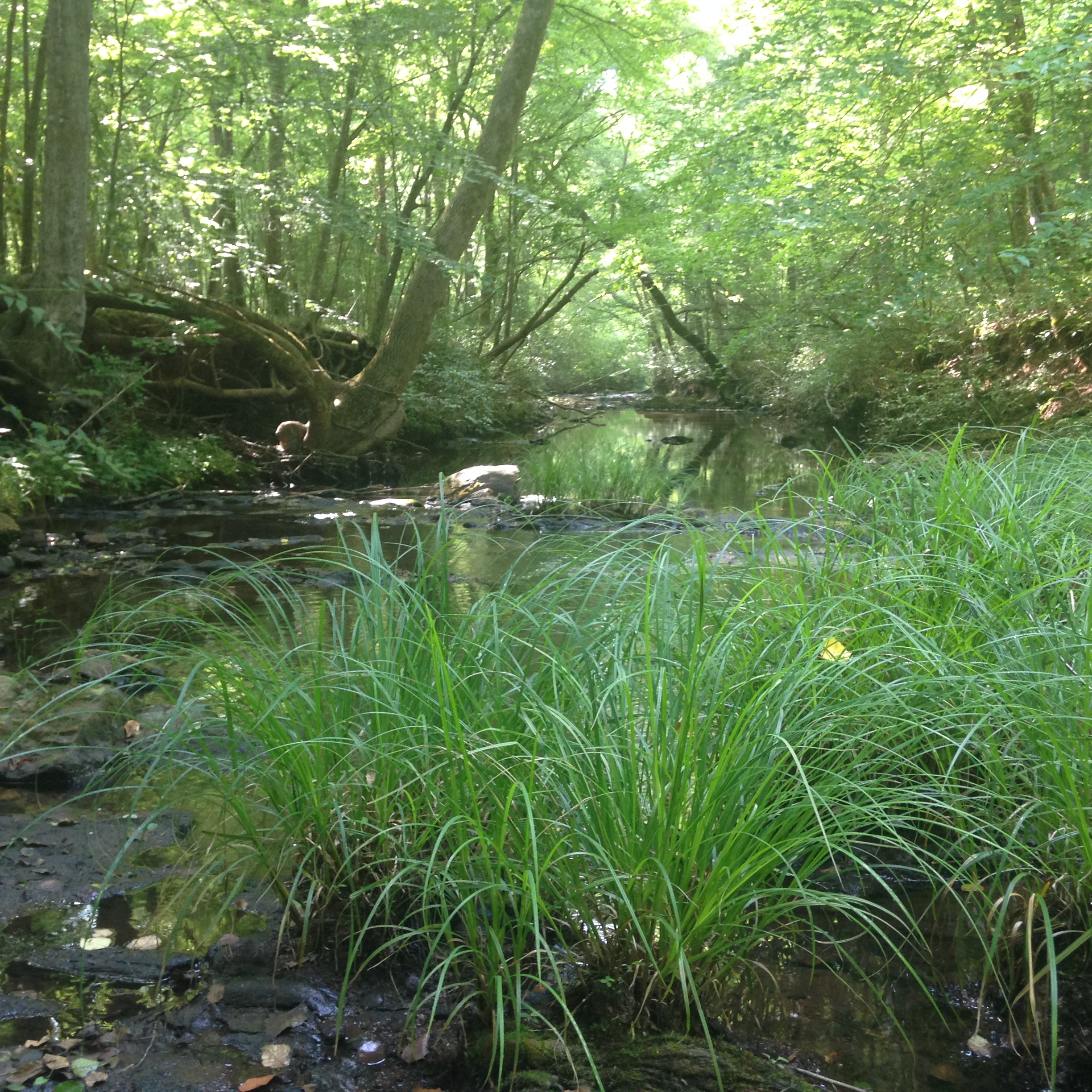 Lush grasses dominate the foreground of this photo with a shallow stream and forested area in the background.