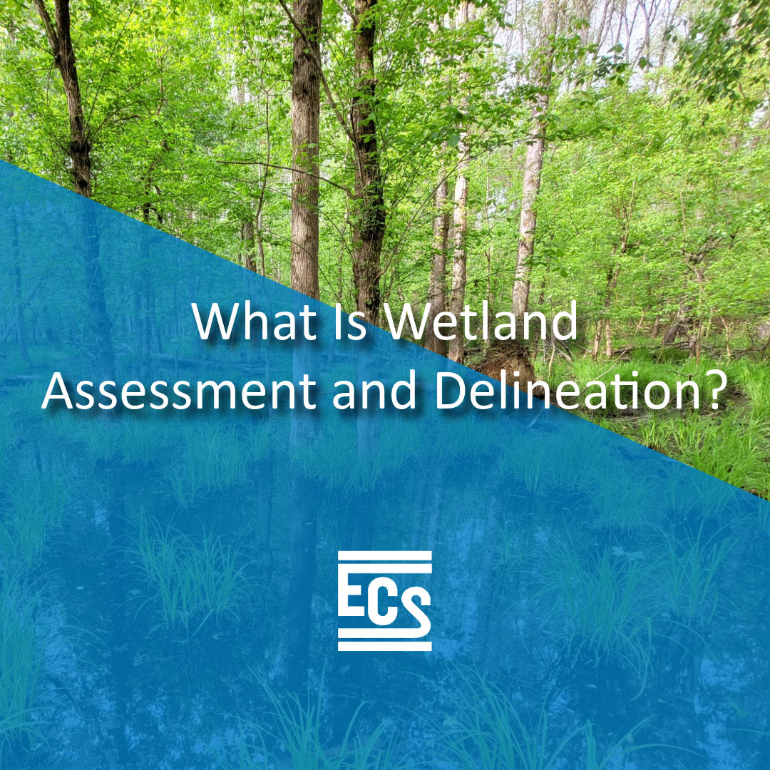 Graphic: Background photo of a marshy wetland surrounded by trees and aquatic grasses. Foreground includes a transparent blue block with the words "What Is Wetland Assessment and Delineation?" in the middle with the ECS logo in the bottom/centered.
