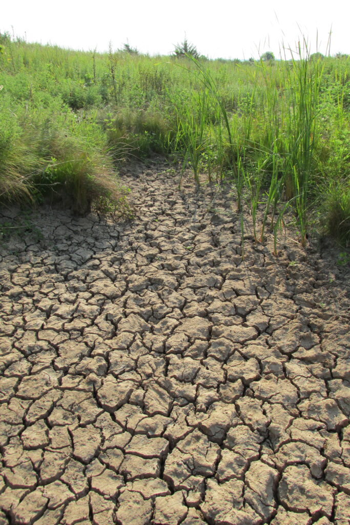 Photo: dry, cracked soil from a dry stream bed surrounded by tall, green grasses.