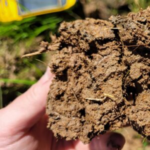 Photo: Close-up of a hand holding a chunk of moist soil. In the background are grass and a yellow assessment tool on the ground.