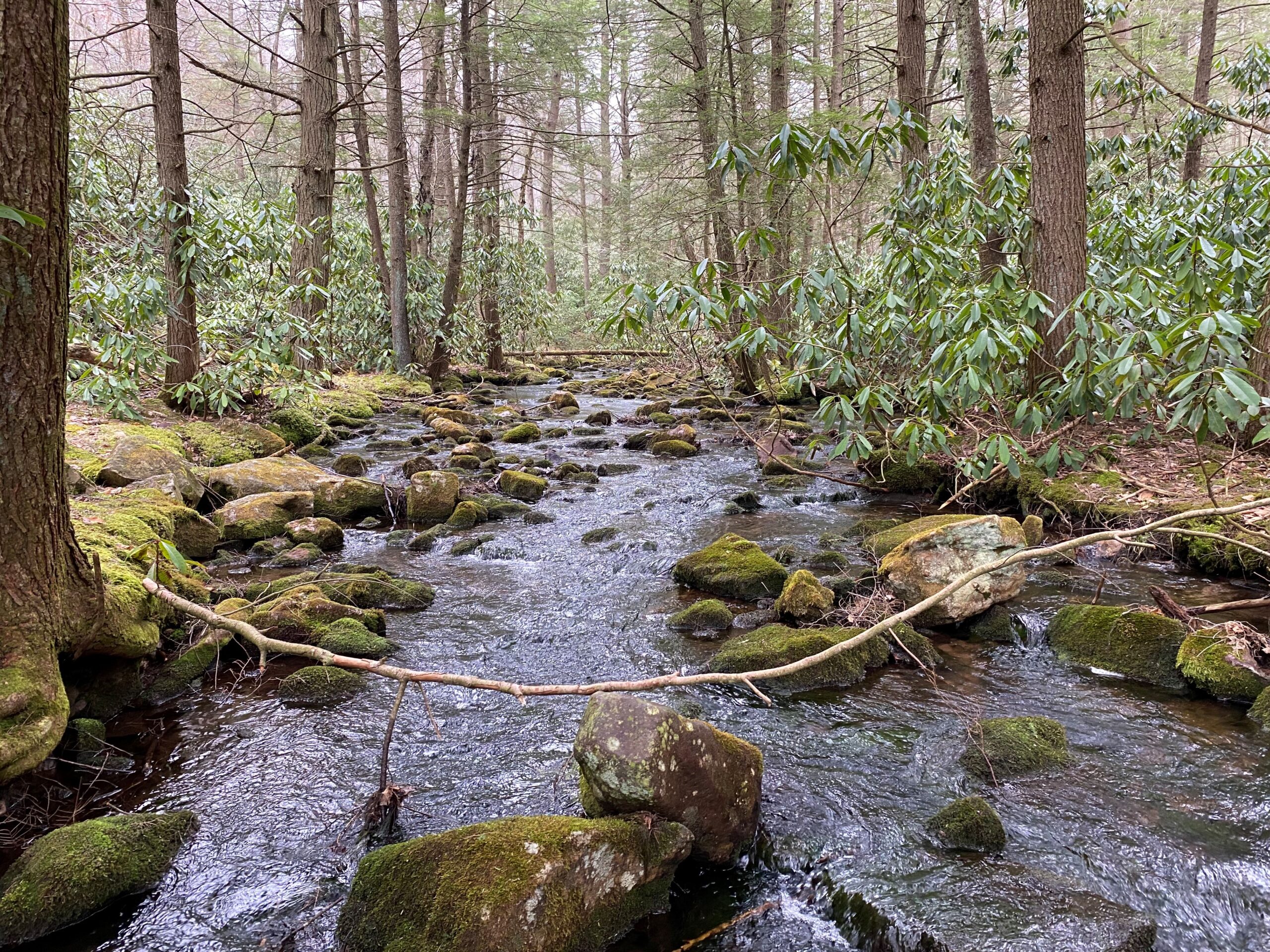 A small stream flowing through a forest with moss-covered rocks and trees.